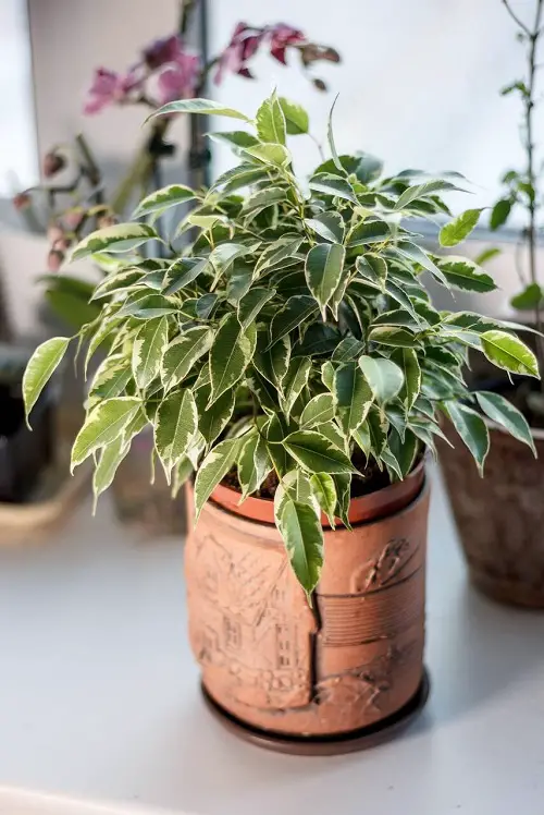  Best Ficus Benjamina Varieties You Can Grow indoor
