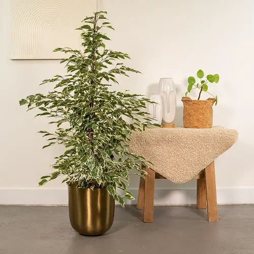 amazing Varieties of Ficus Benjamina That You Can Grow