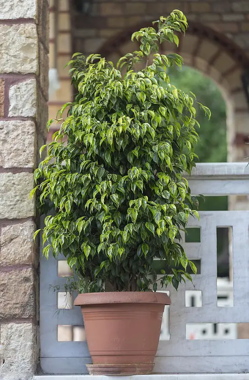 Top Varieties of Ficus Benjamina That You Can Grow