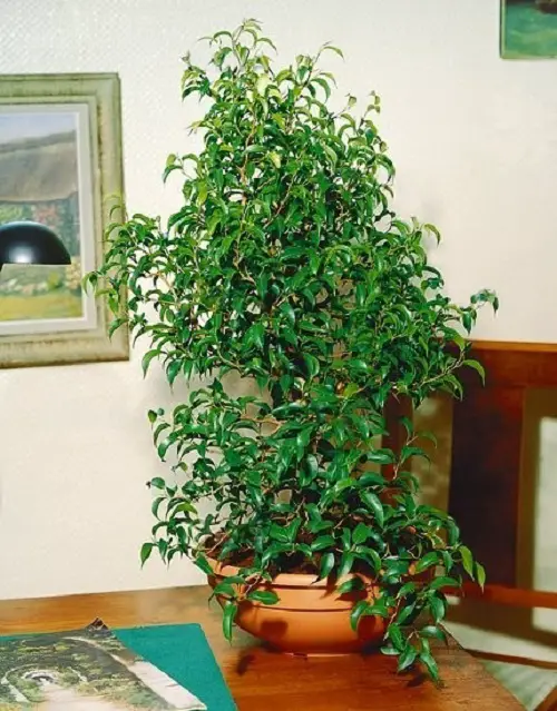 Ficus Benjamina Varieties You Can Grow