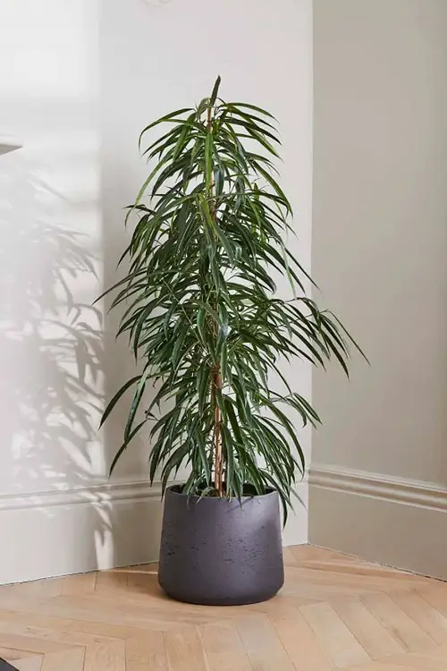 The Most Successful Varieties of Ficus Benjamina to Grow indoor