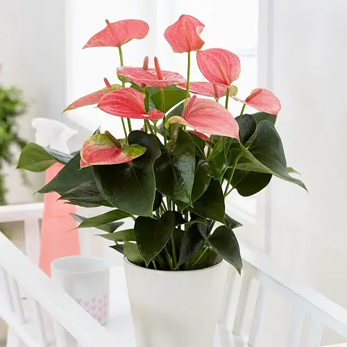 Magnificent Pink Tropical Plants in pot