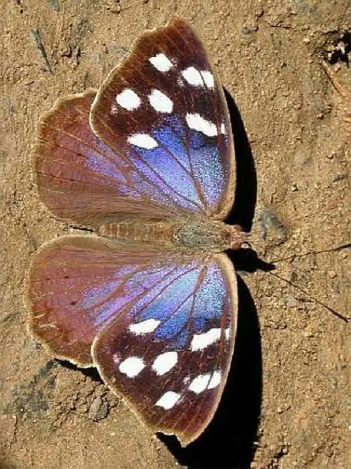 Black and Blue Butterflies 