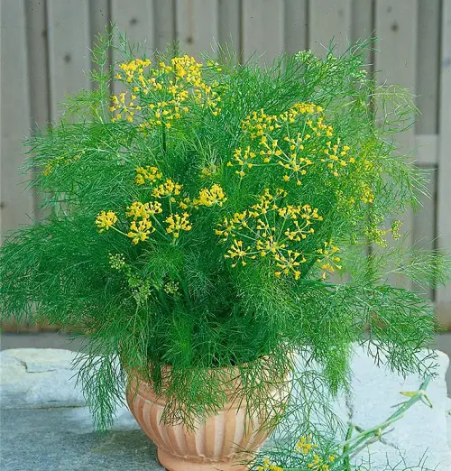 best Plants That Look Like Dill 