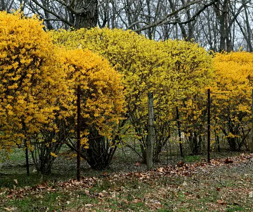 best Most Beautiful Flowers for Hedges