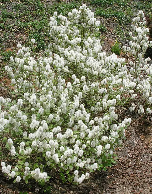 Little White Fragrant Flowers on Shrubs and Bushes