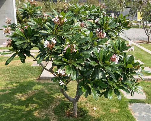 Amazing Best Fragrant Trees