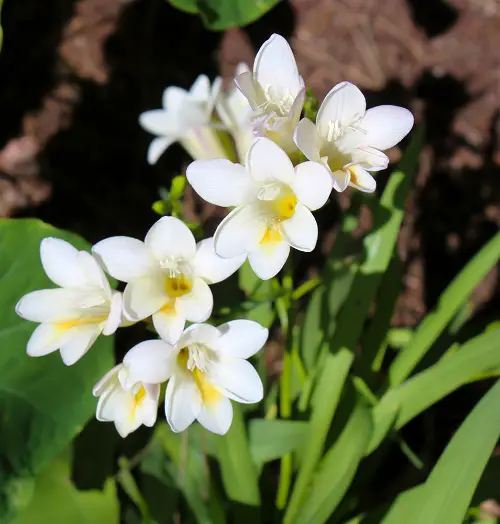 top Beautiful White Fragrant Flowers