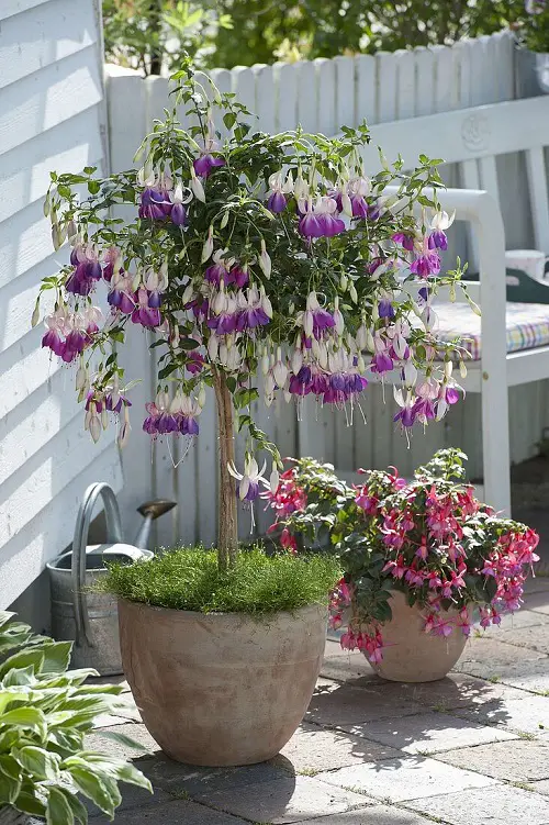 The Colours of the Fuchsia Variety Will Instantly Make You Plant Them 