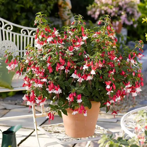 Pink Flower Types for a Garden 