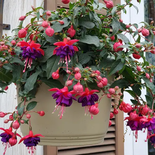 best Crazy Fuchsia Variety Colors will Make You Plant Them Instantly