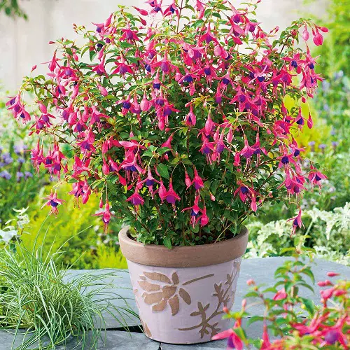 Fuchsia Variety Colors in pot