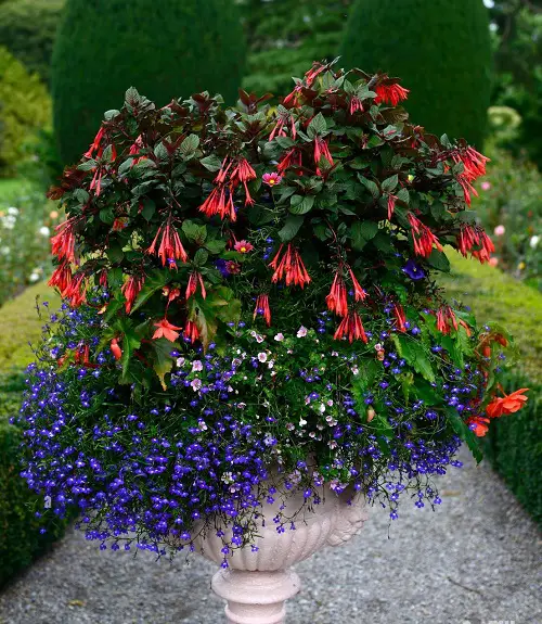 Types of Pink Flowers for Garden in pot