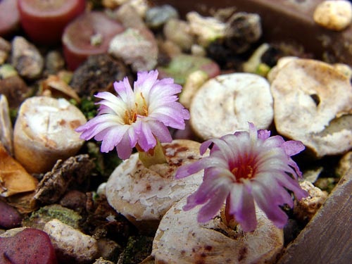 Amazing Best Types of Conophytum Varieties