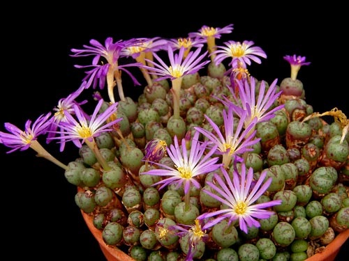  Types of Conophytum Varieties