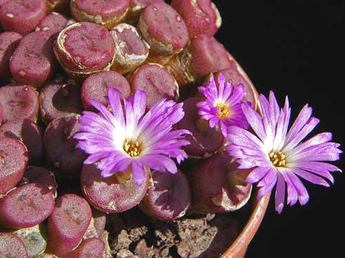 The Greatest Conophytum Varieties 