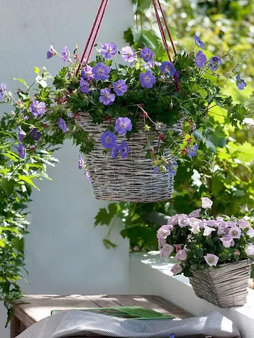 top Best Trailing Perennials for Hanging Baskets Plant Arrangements