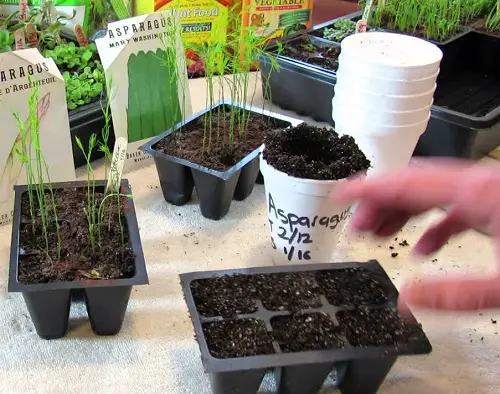 Asparagus Growth Stages 