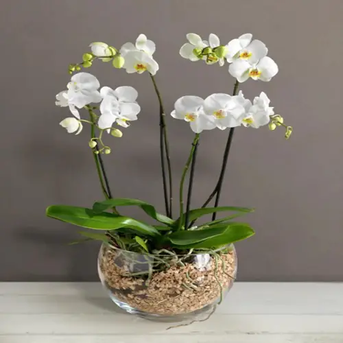 DIY Glass Pot for Orchid Ideas 13