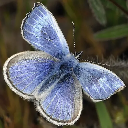 Gorgeous Blue and Black Butterflies on a leaf 