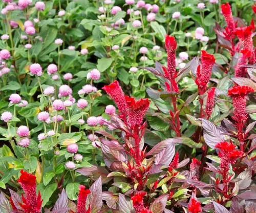 beautiful Celosia Companion Plants