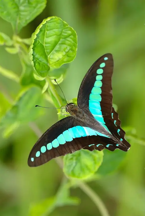 Blue and Black Butterflies on a branch