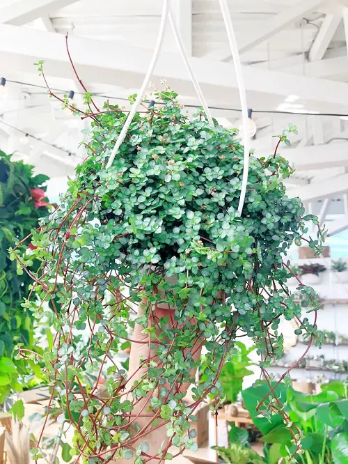 lovely Best Hanging Pilea Plants