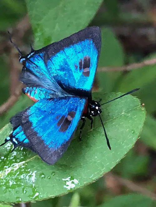 Gorgeous Blue and Black Butterflies on a leaf 