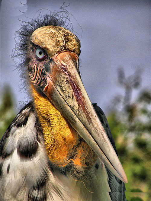 Most Repulsive Birds on Earth
