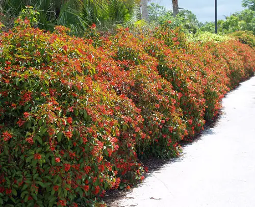 Flowers for Hedges