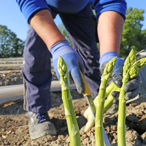 Asparagus harvesting Stages