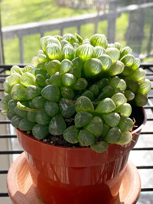 Plants That Look Like Mushrooms 3
