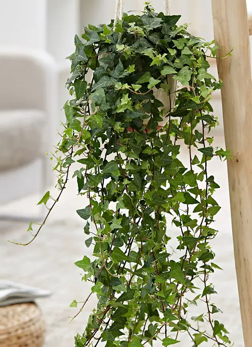Trailing Perennials for Hanging Baskets and Plant Arrangements 3
