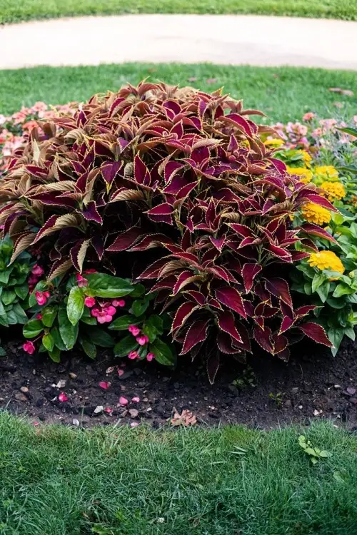 Colorful Hedge Plants 23