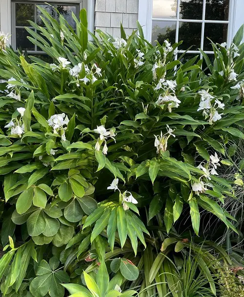 Gorgeous Fragrant White Flowers