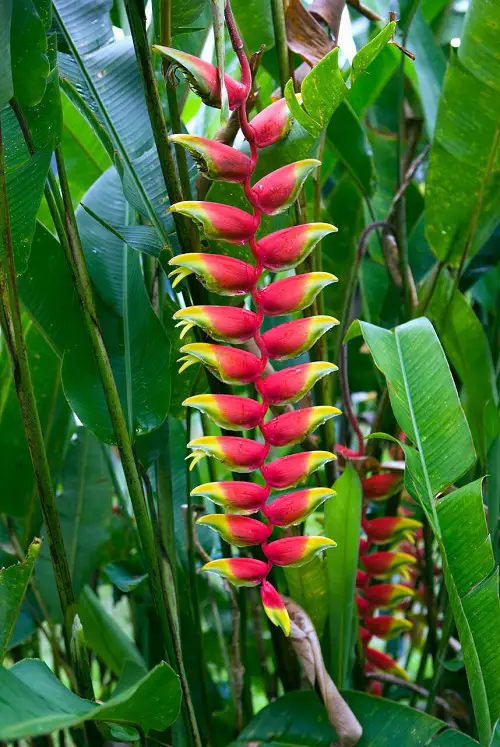 Plants With Human-Looking Body Parts