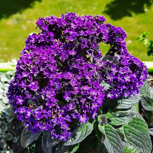 beautiful Most Fragrant Purple Flowers