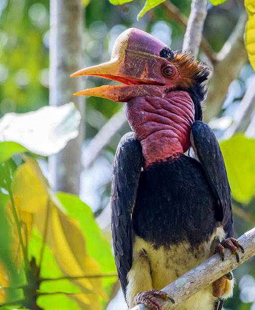 The globe's Ugliest Birds 