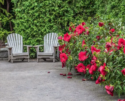 Flowers for Hedges