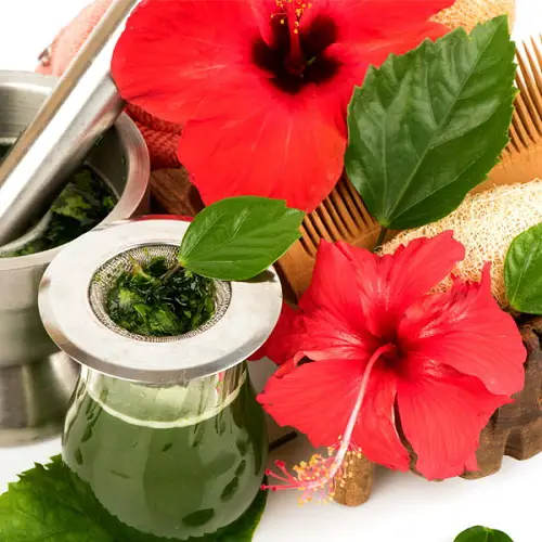 Amazing Dried Hibiscus Flower liver health Uses