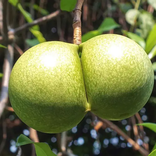 Plants That Remind Them of Buttocks