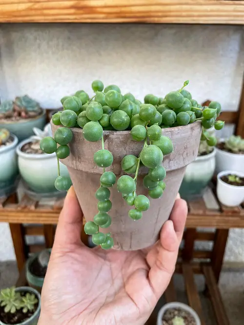 Propagate String of Pearls