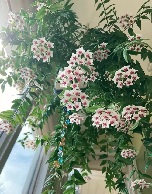 Lovely White Fragrant Flowers