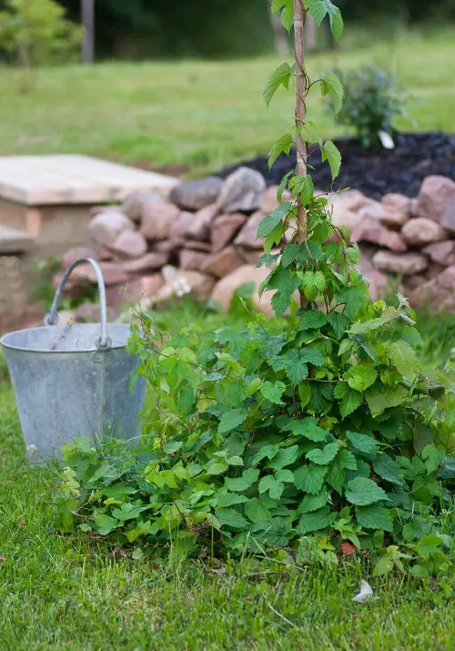 Best Vining Herbs for Small Spaces