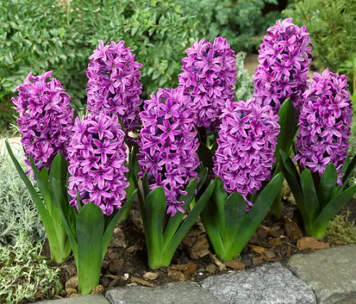 Most Fragrant Purple Flowers