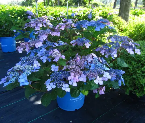 lovely Types of Purple Hydrangea Varieties