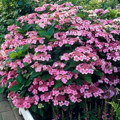Top Purple Hydrangea Varieties Types