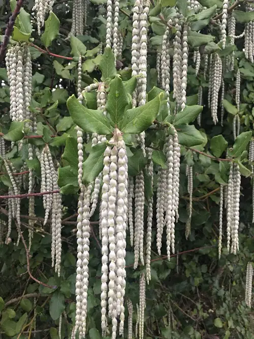 California's Native Shade Plants 17