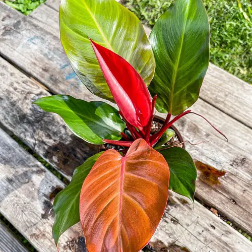 best Beautiful Pink Tropical Plants