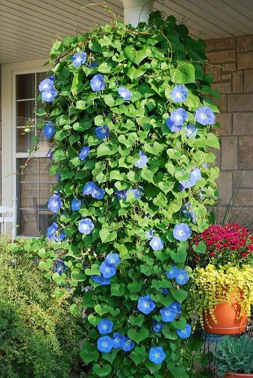 The Biggest Trailing Perennials for Basket Hangings 
